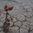 plants suffer from drought