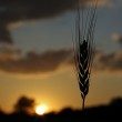 wheat