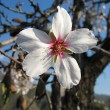 almond-blossom