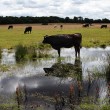 Cow Grazing in Water