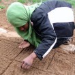 zaufishan-gardening-2