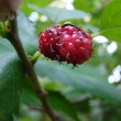 mulberry-chutney-recipe