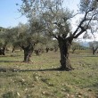 eco israel judaism environment