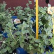 Fresh-oregano-500x466