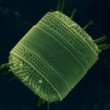 diatom-150x150