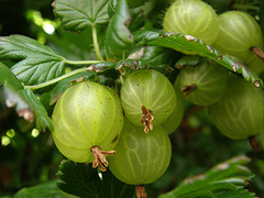 An Organic Gooseberry Bush