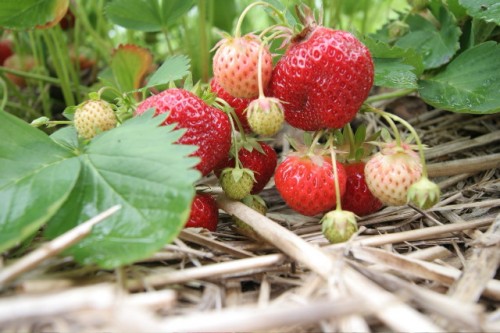 Indulgence, Locavore Style: Homemade Strawberry Jam