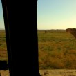 syria-camel-desert-drought