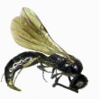 New Wasp Dubai