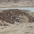 Nahal Poleg
