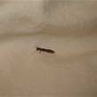 bedbug