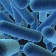 oil-eating-bacteria-BP