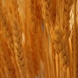 image of wheat