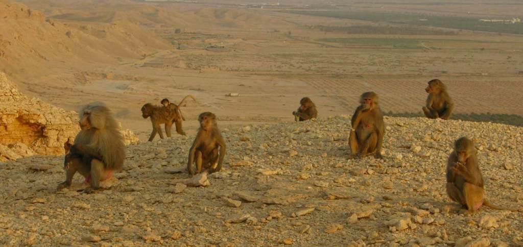 Killer Baboons Running Loose In Saudi Arabia? Killer Baboons Running Loose In Saudi Arabia?