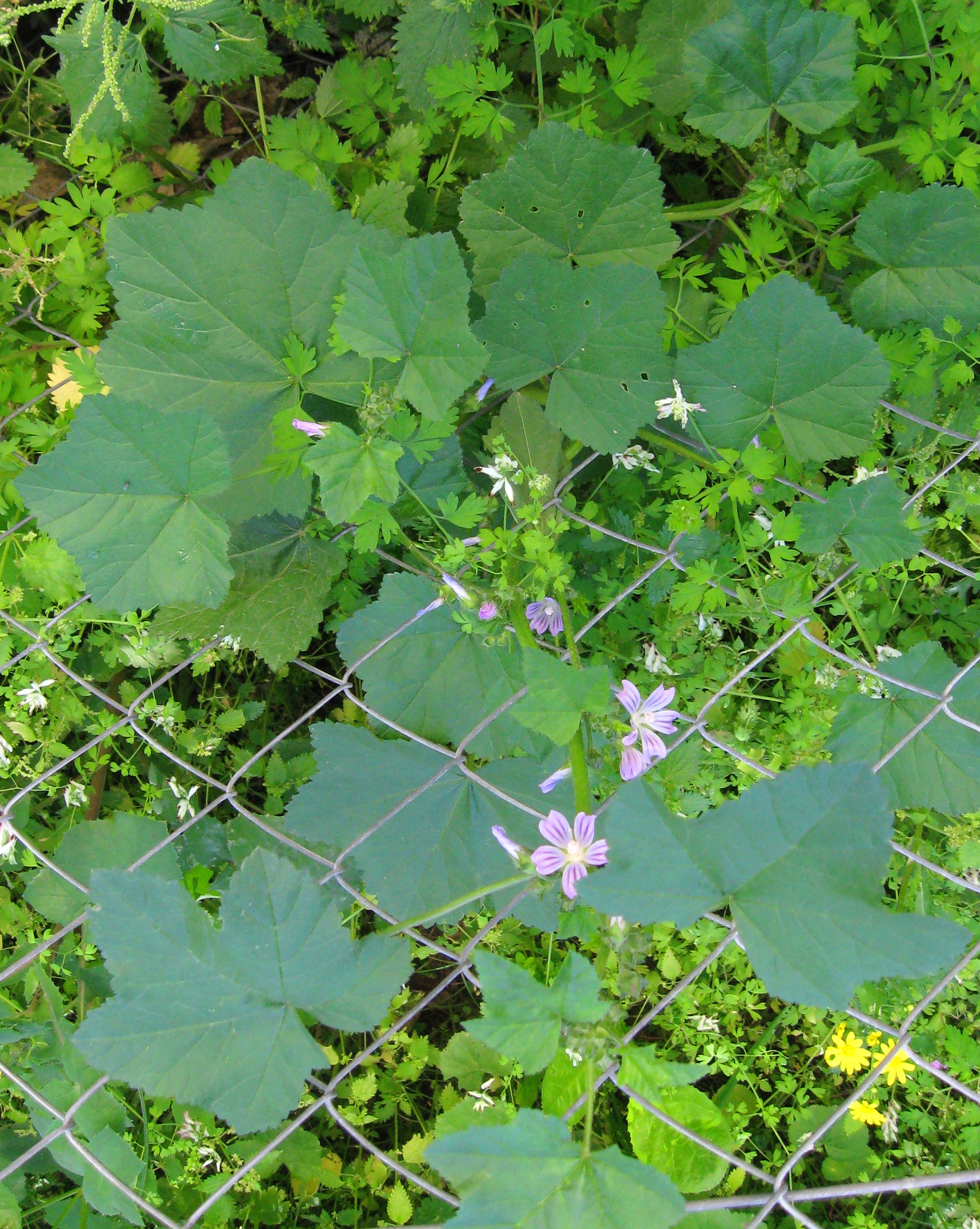 3 Wild Edibles And How to Eat Them 3 Wild Edibles And How to Eat Them
