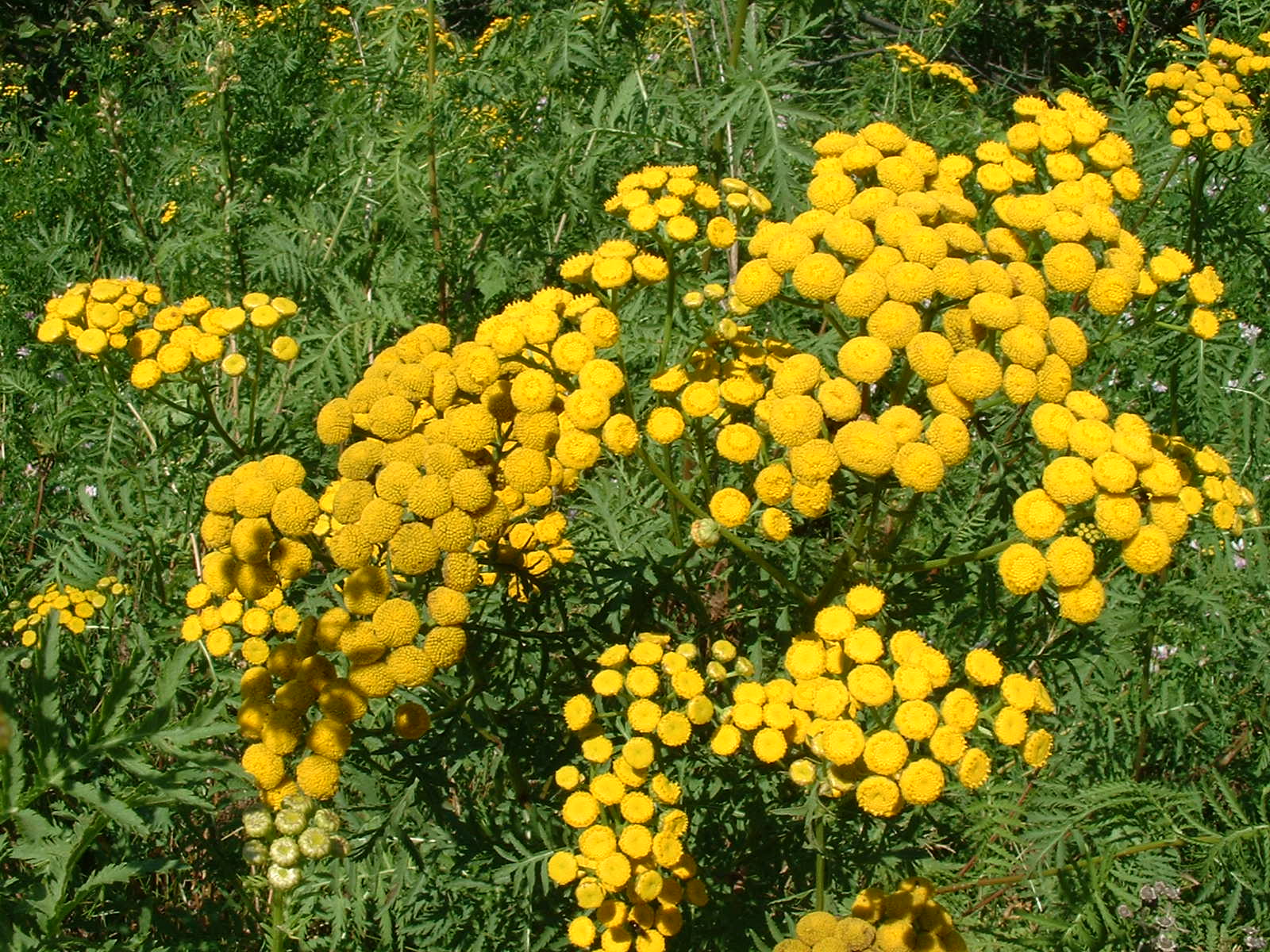 Treating Herpes Naturally?