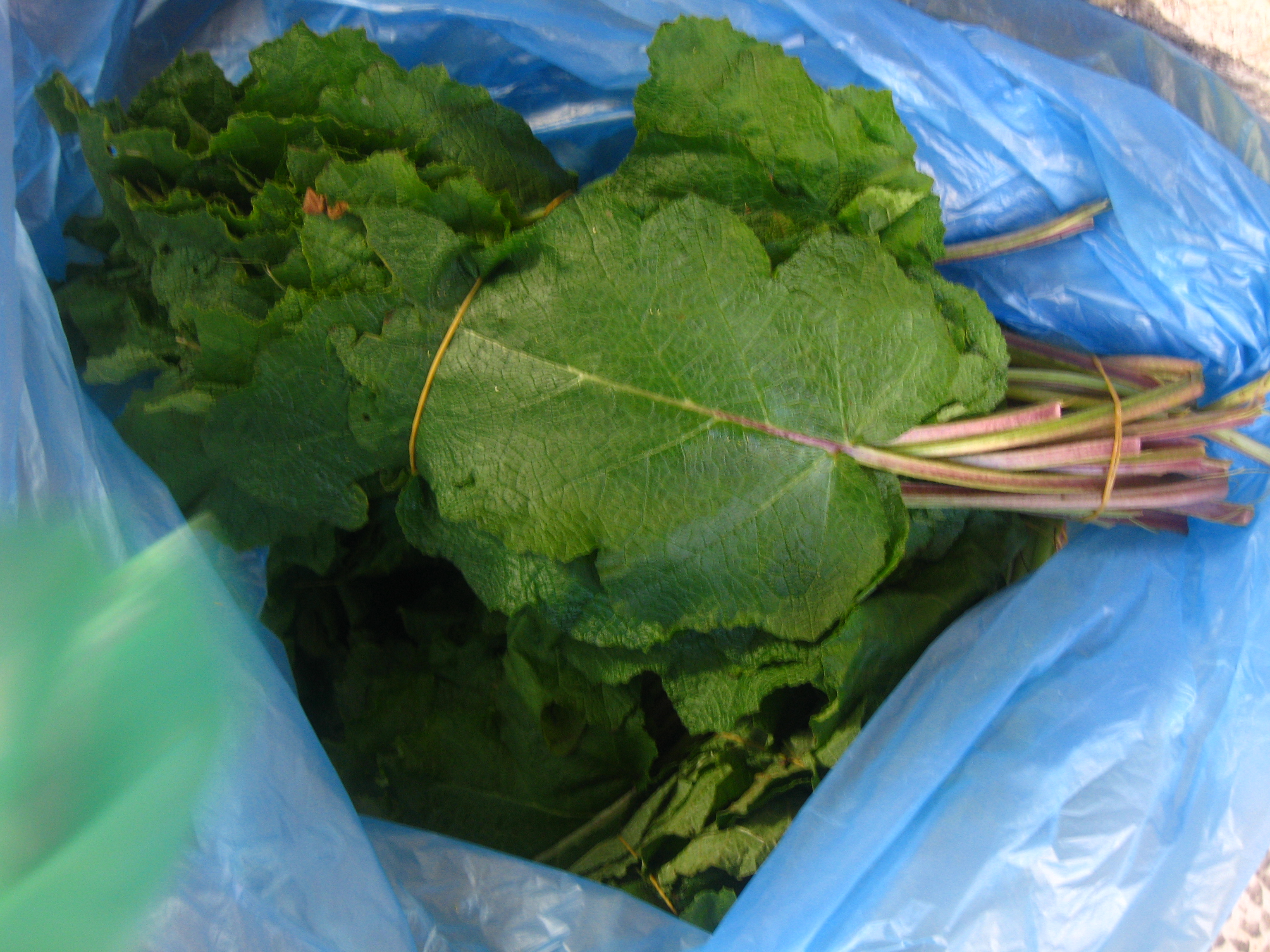 Jerusalem Sage and Nettles – January’s Seasonal Produce Jerusalem Sage and Nettles – January’s Seasonal Produce