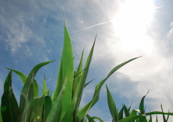 DIY, solar panels, solar, MIT, grass, green design, sustainable design, solar energy, clean tech, photosynthesis