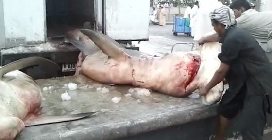 shark finning, IUCN, hammerhead sharks, Dubai, illegal fishing, shark fin soup