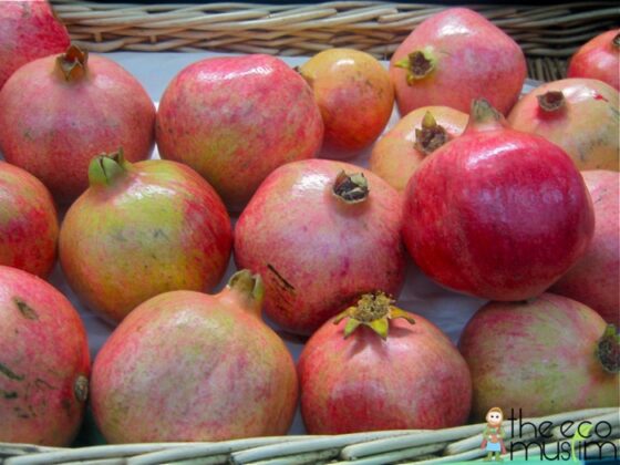 plants fruit quran pomegranate