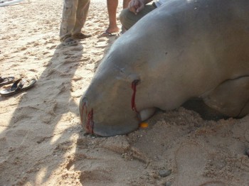 Dead Dugong in Egypt by  HEPCA