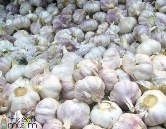 garlic herbs quran