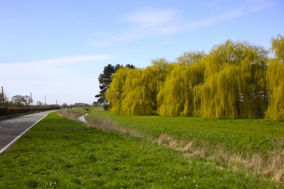 row of trees by road Trees, jewish holidays, arbor day, Tu B'Shevat, Israel, Hebrew, Benefits of Trees, Carbon Sink, Global Warming, Oxygen