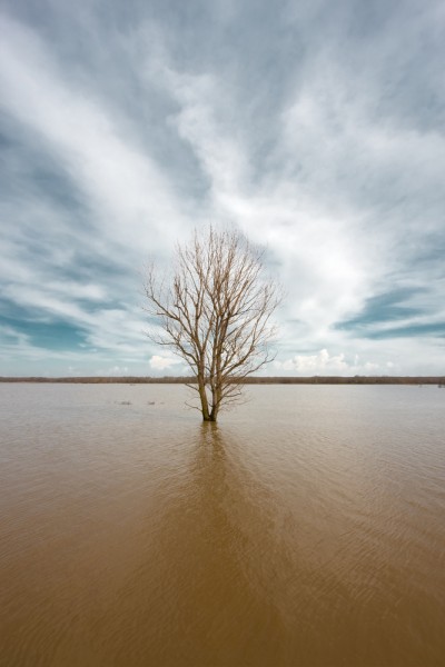 tree in flood Trees, jewish holidays, arbor day, Tu B'Shevat, Israel, Hebrew, Benefits of Trees, Carbon Sink, Global Warming, Oxygen