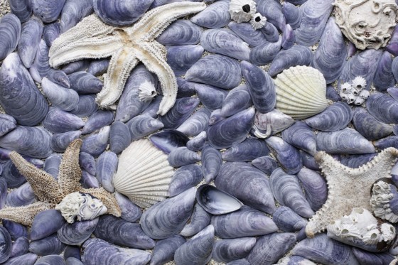 david suzuki Mussels and starfish