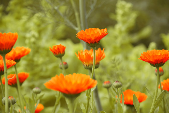 BioXplore Discovers Healing Plants In Israel BioXplore Discovers Healing Plants In Israel