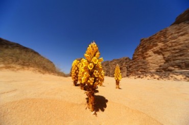 Climate Investment Funds for Super Solar North Africa