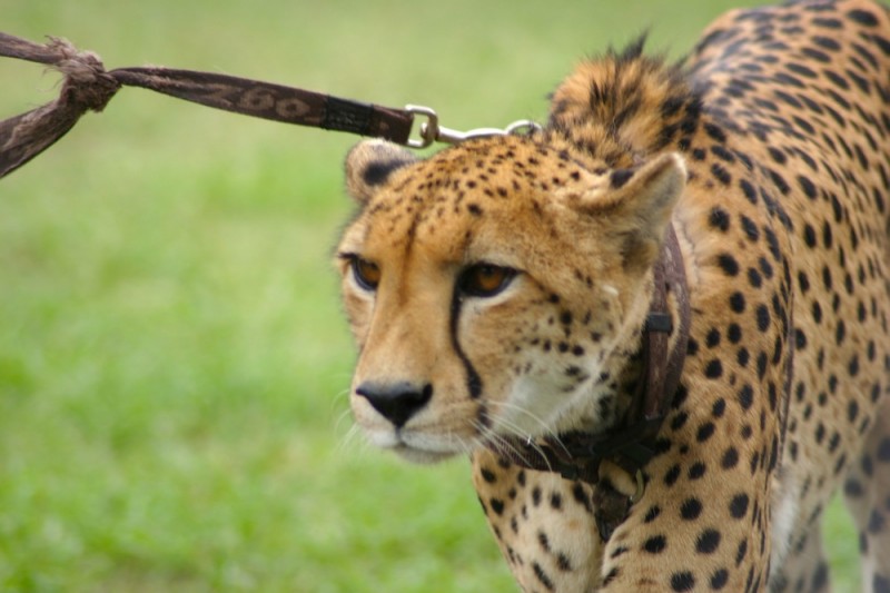 Dubai Cheetah Owners Can Save the Species, Says Expert Dubai Cheetah Owners Can Save the Species, Says Expert