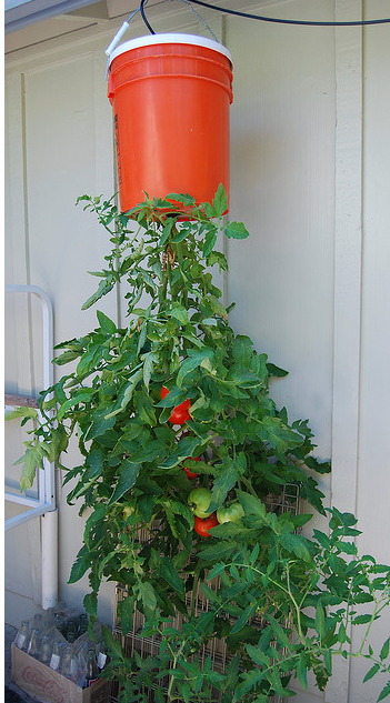 image-upside-down-tomatoes