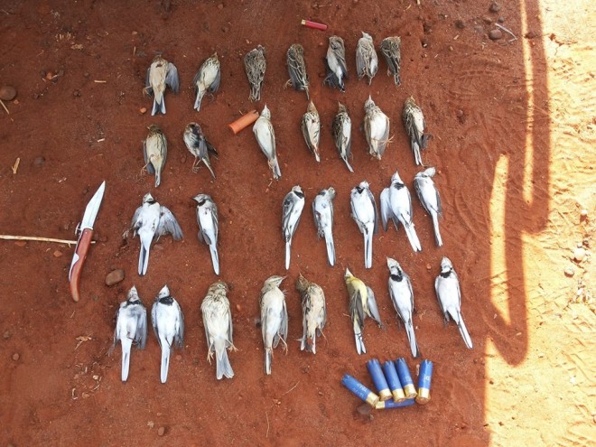 hunted wild birds in Lebanon