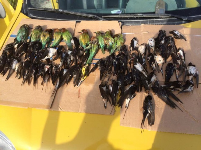 hunted wild birds in Lebanon