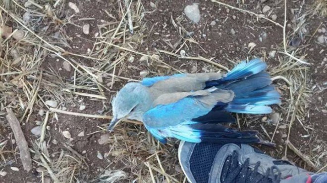 10501989_341151229395729_2240136476212825712_n