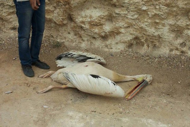 10660378_334739560036896_9173491296511077937_n