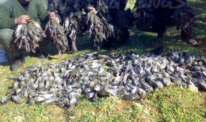 hunted wild birds in Lebanon