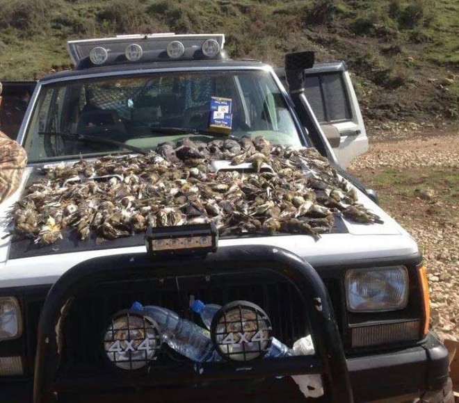 hunted wild birds in Lebanon