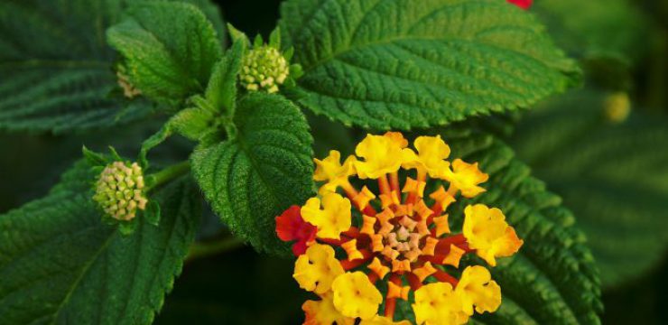 1280px-LantanaFlowerLeaves-1.jpg
