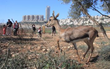 How SPNI is Rewilding Cities and Rebuilding Resilience