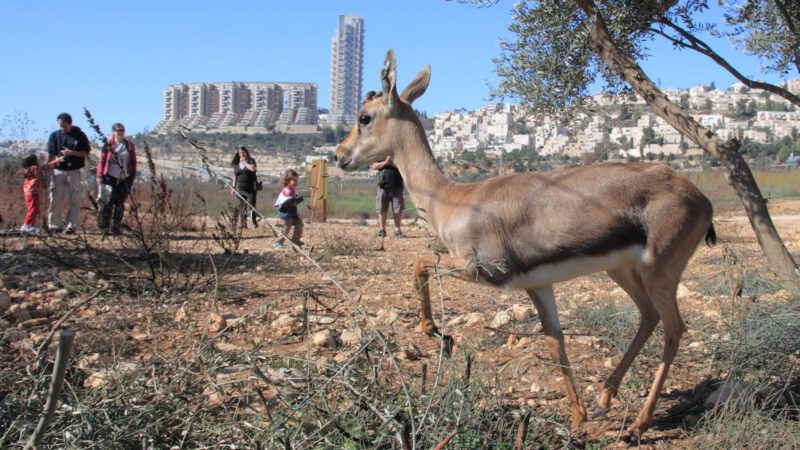 How SPNI is Rewilding Cities and Rebuilding Resilience