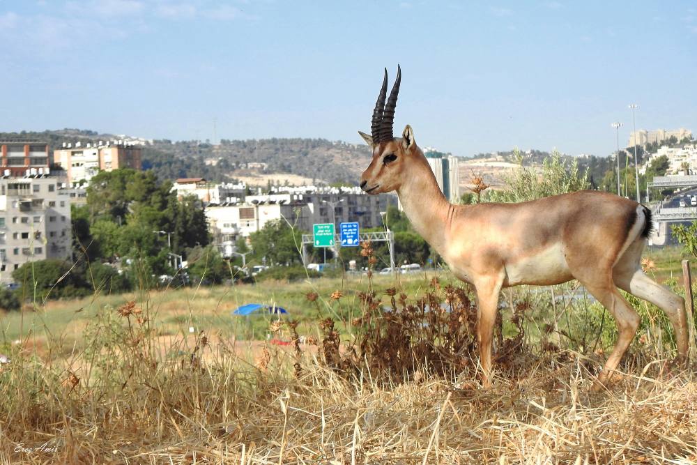 gazelle in the valley