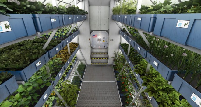 first lettuce grown in sapce