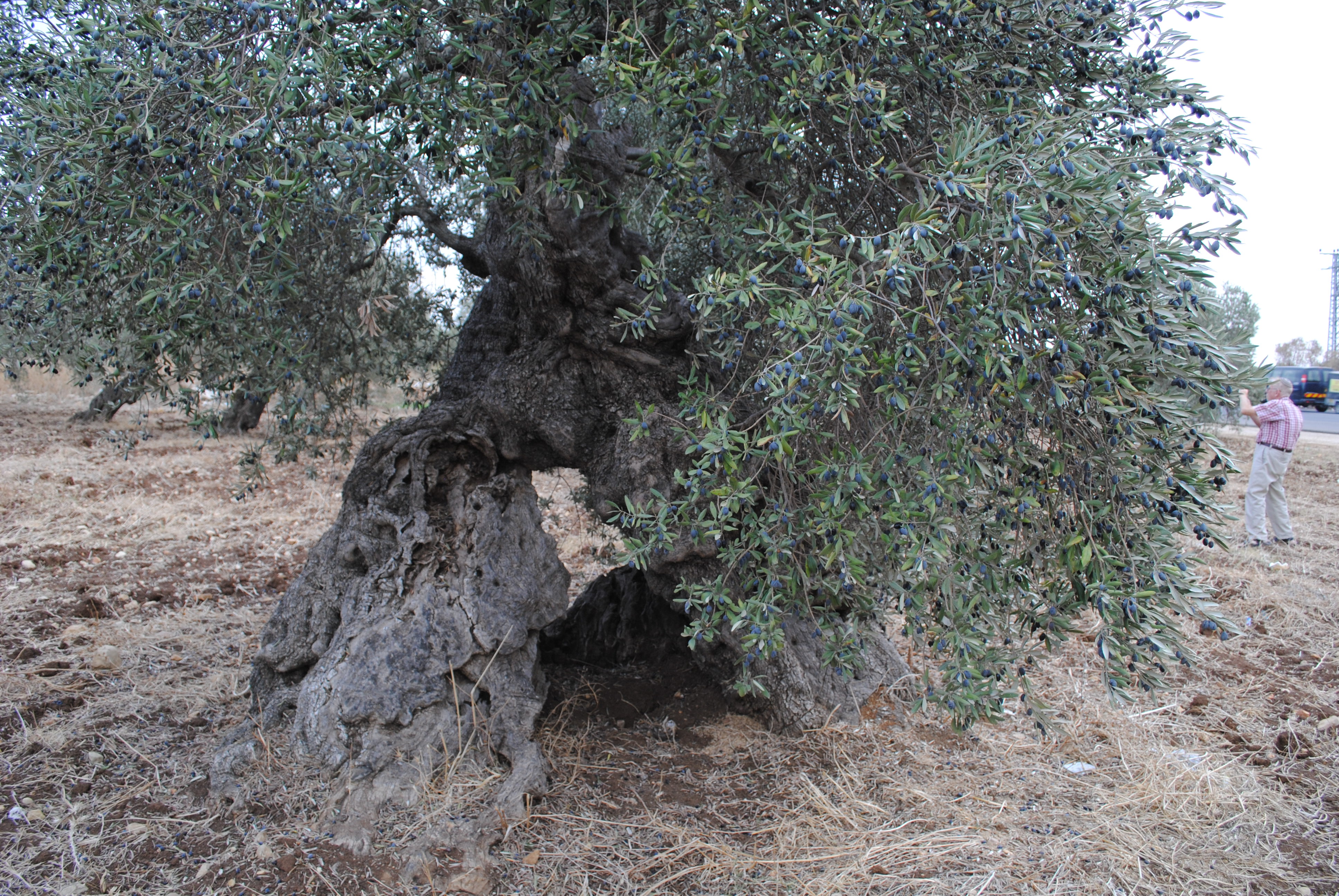 200-year-old-olive-tree
