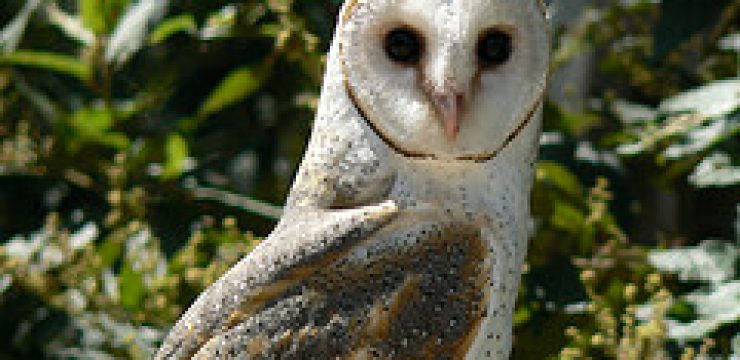 barn-owl.jpg