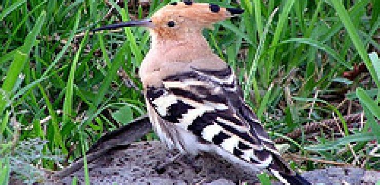 hoopoe.jpg