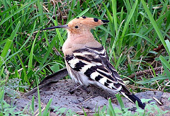 Israel's National Bird Poll: Hoopoe & Sunbird