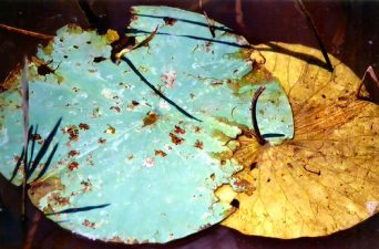 Ayala Water & Ecology to Remediate Israel’s Sh*t Mountain With Aquatic Plants