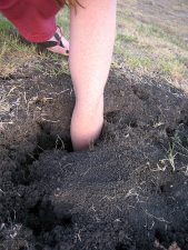 Eco-Rabbi: Parshat Korach – Using The Land to Cover Up Our Mistakes